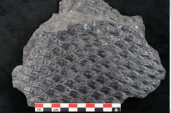 Foto (Detailansicht) von Lepidodendron sp.  (NHMW-GEO-2024-0188-11027)